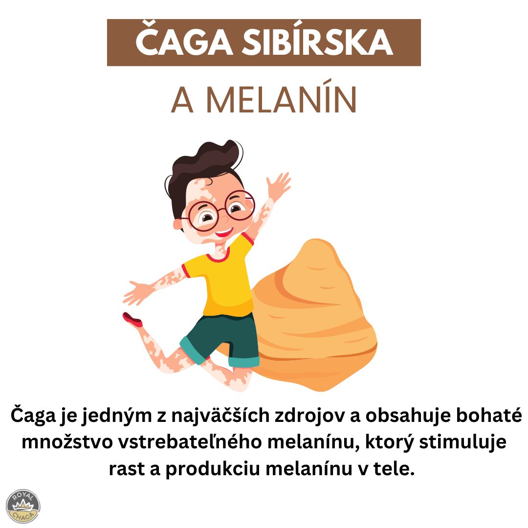 Čaga sibírska a melanín